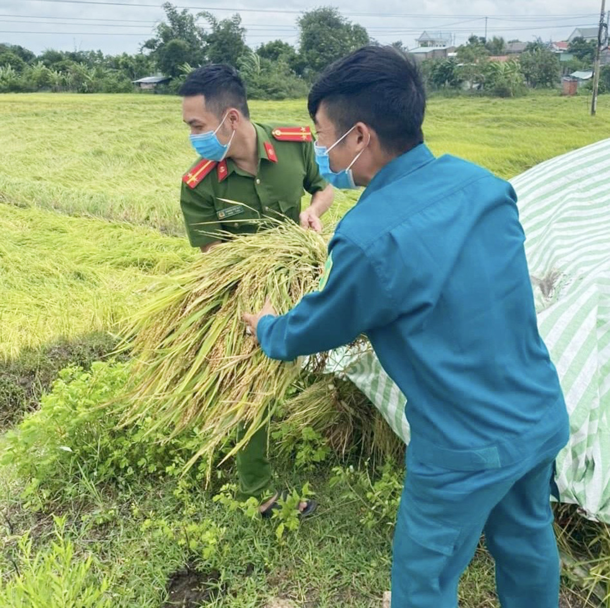 Công an xã Ayun Hạ (huyện Phú Thiện) cùng dân quân xã giúp người dân thu hoạch lúa bị ảnh hưởng của bão số 4 (ảnh Fanpage Công an huyện Phú Thiện).