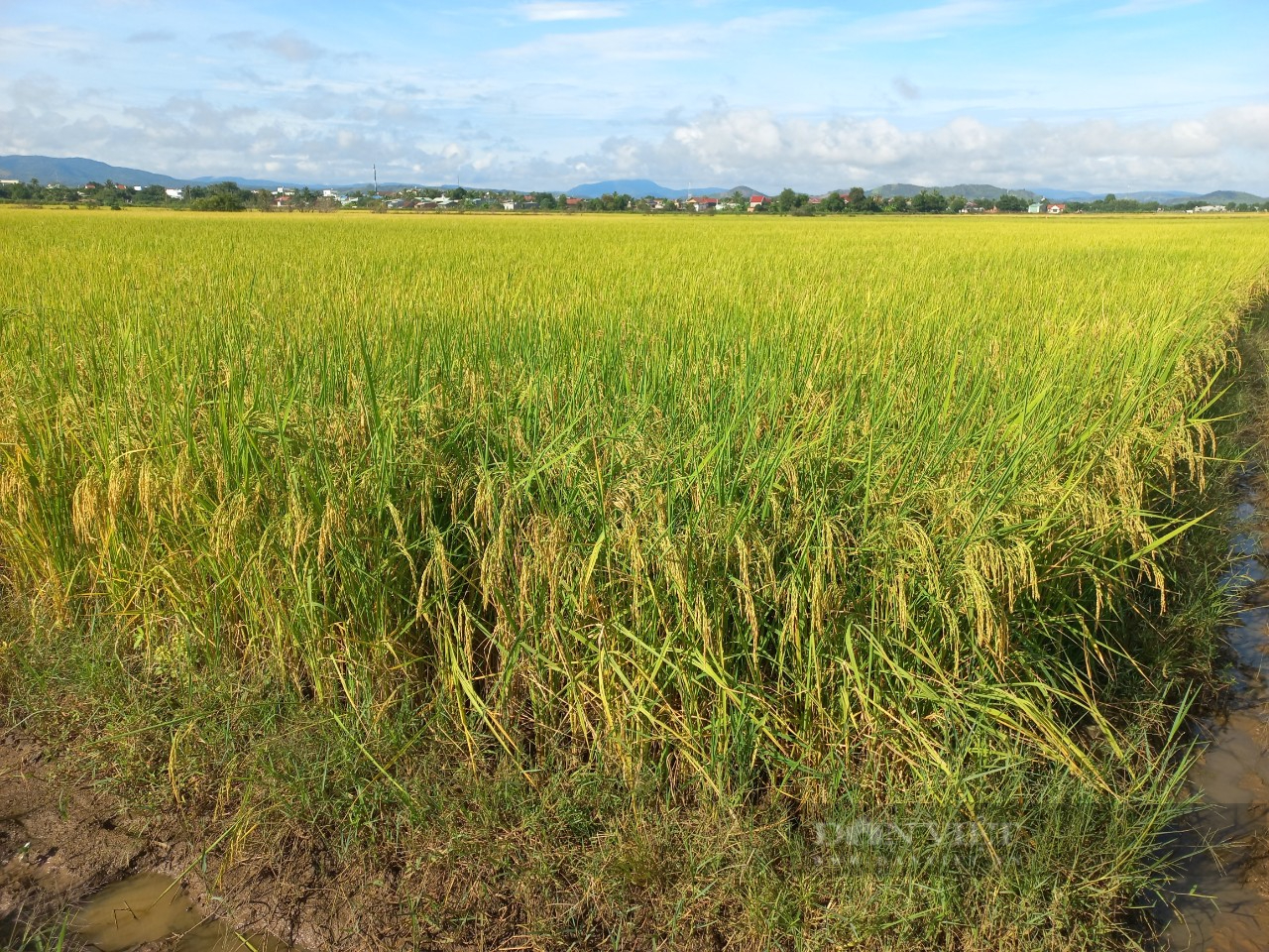 Gia Lai: Đánh giá mô hình trồng lúa ST24 tại huyện Phú Thiện - Ảnh 5.