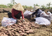 Nông dân Phú Thiện thu hoạch khoai lang. Ảnh: Ngọc Sang
