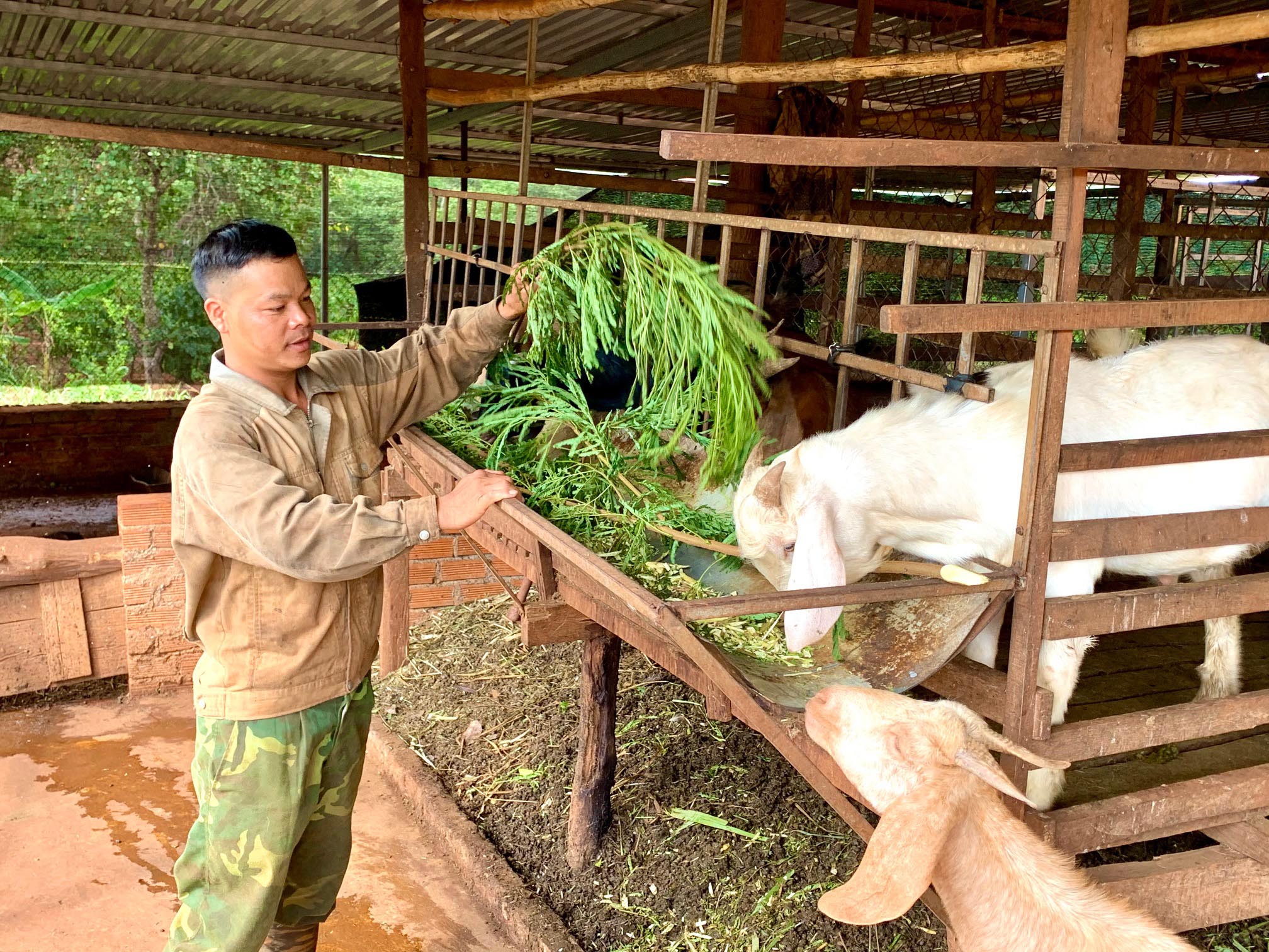 Huyện Chư Prông phấn đấu đến năm 2025 xóa 100% hình thức chăn nuôi dưới gầm nhà sàn. Ảnh: Hà Duy