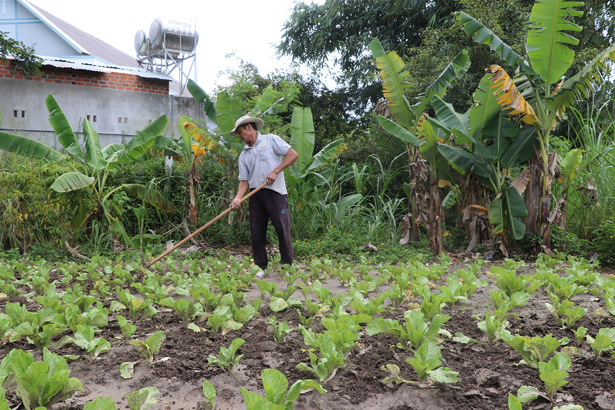 Người dân thôn Tân Sơn (xã Tân An, huyện Đak Pơ) tập trung chăm sóc cây trồng sau cơn bão số 4. Ảnh: Ngọc Minh 