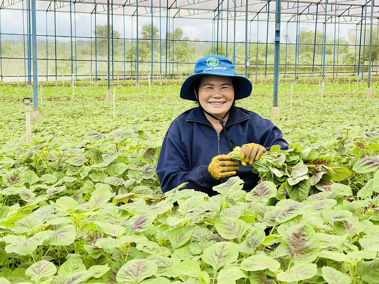  Công nhân Công ty TNHH một thành viên Hương Đất An Phú (TP. Pleiku) thu hoạch rau. Ảnh: Mai Ka