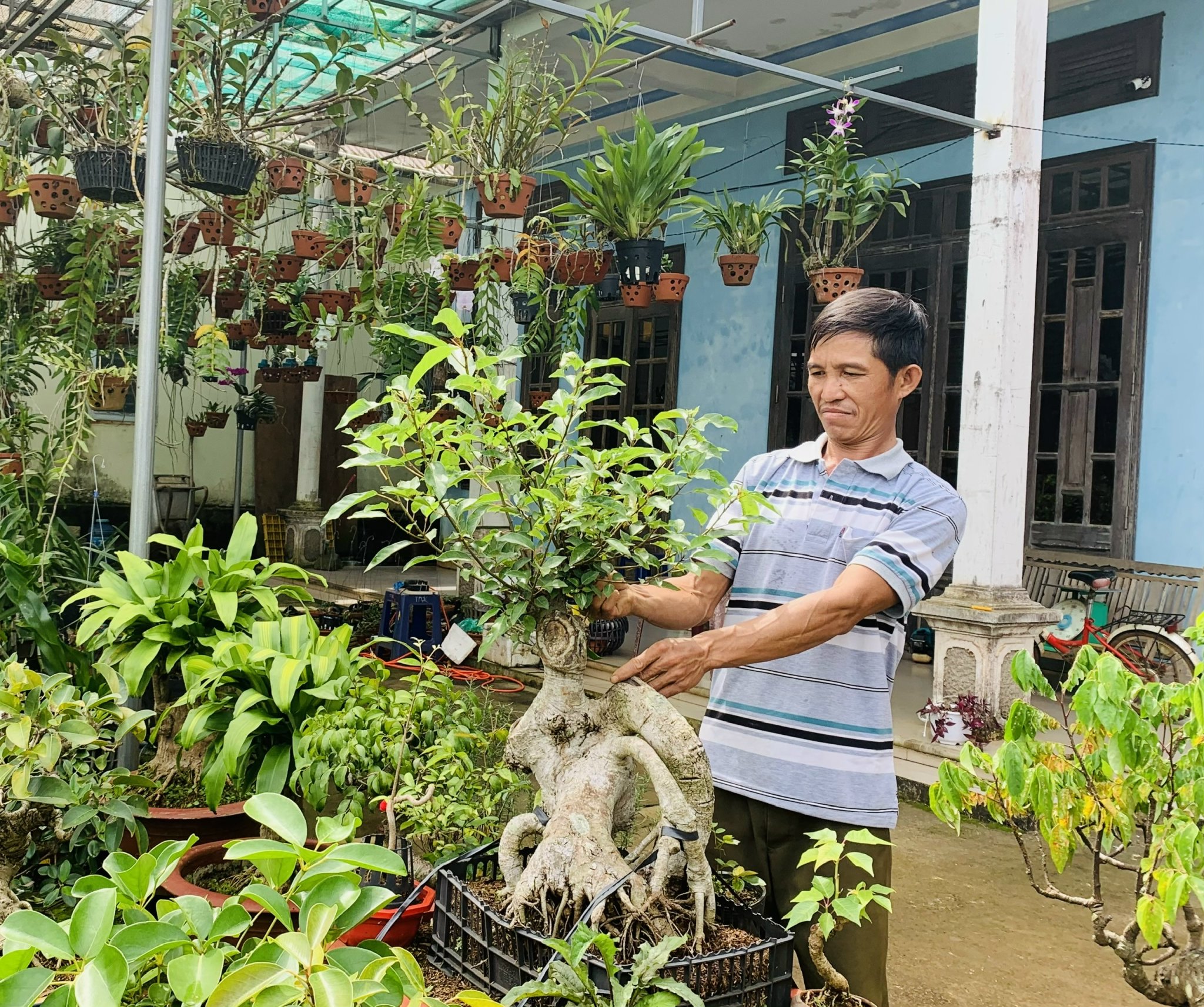 Anh Thành chăm sóc cây bonsai đã gần 30 năm tuổi. Ảnh: Nhật Hào