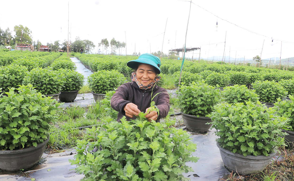   Người trồng hoa tại thị xã An Khê đang  hối hả chăm nom, hoàn tất các công đoạn cho ra sản phẩm chất lượng, hứa hẹn vụ Tết Nguyên đán Qúy Mão 2023 bội thu. Ảnh: Ngọc Minh