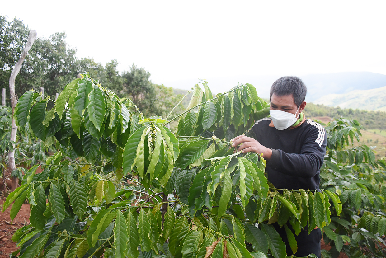 Nhờ đường sá thuận lợi, ông Srong (làng Pờ Yầu) được hướng dẫn cách chăm sóc cà phê, hồ tiêu, lúa nước, tiếp cận với mô hình sản suất hiệu quả, giúp gia đình ông thoát nghèo. Ảnh: Minh Nguyễn
