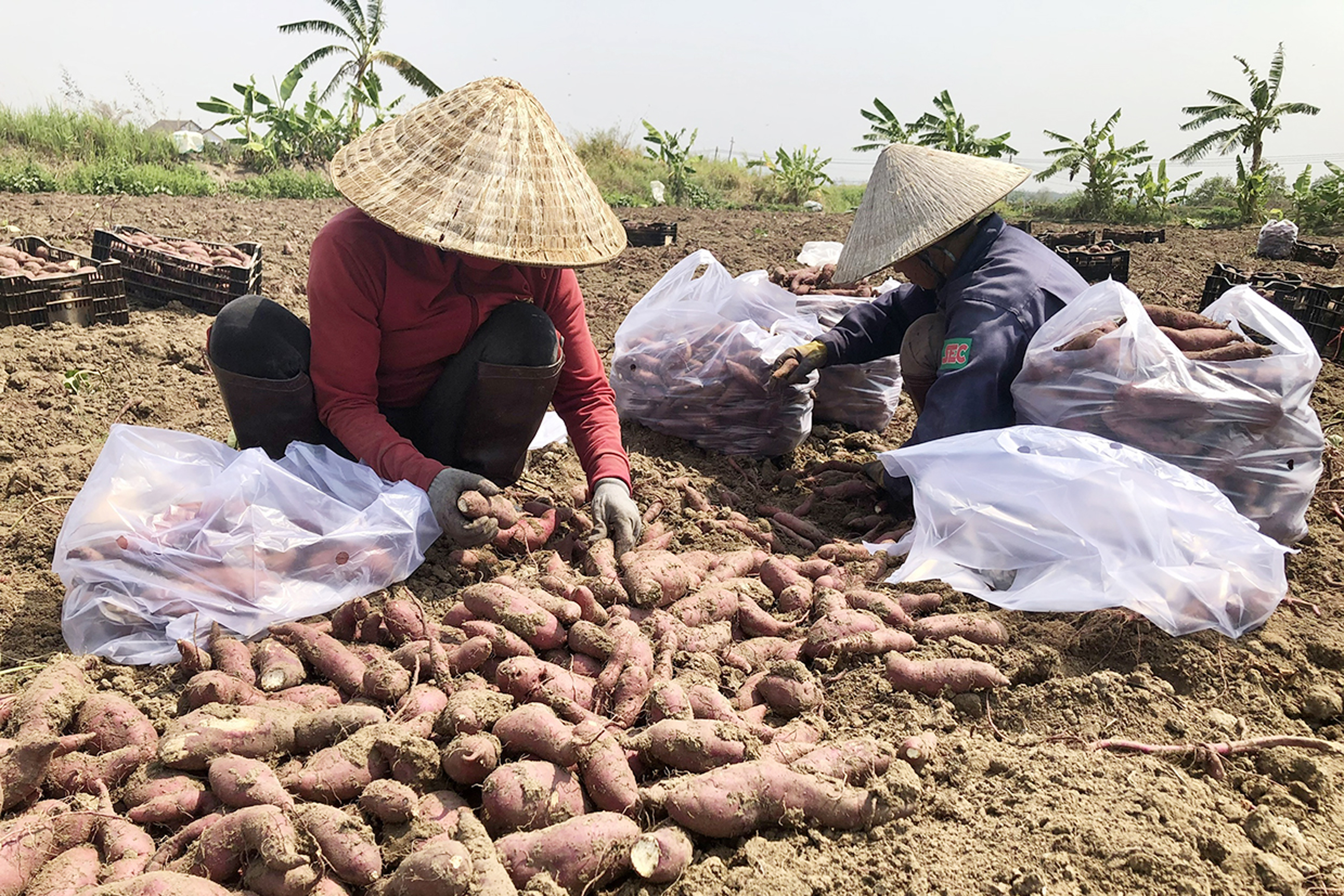 Nông dân Phú Thiện thu hoạch khoai lang. Ảnh: Ngọc Sang