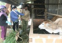 Cán bộ Trung tâm Dịch vụ nông nghiệp huyện Mang Yang và nhân viên thú y xã Đak Yă hướng dẫn người dân chăm sóc đàn bò. Ảnh: Nguyễn Diệp