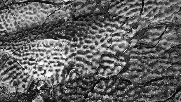 Hình ảnh chụp cận cảnh lớp vỏ ngoài rất rắn chắc của loài cá tầm acipenser praeparatorum. Nguồn: livescience.com