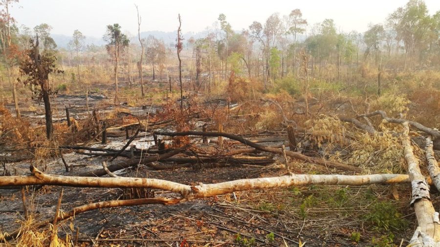 Công ty Lâm nghiệp Ia Pa để mất hơn 1.700 ha rừng 1