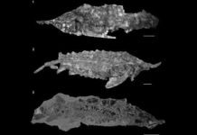 Hình ảnh hóa thạch của cá tầm acipenser praeparatorum, còn được gọi là loài cá đến từ lạch nước địa ngục. Nguồn: livescience.com