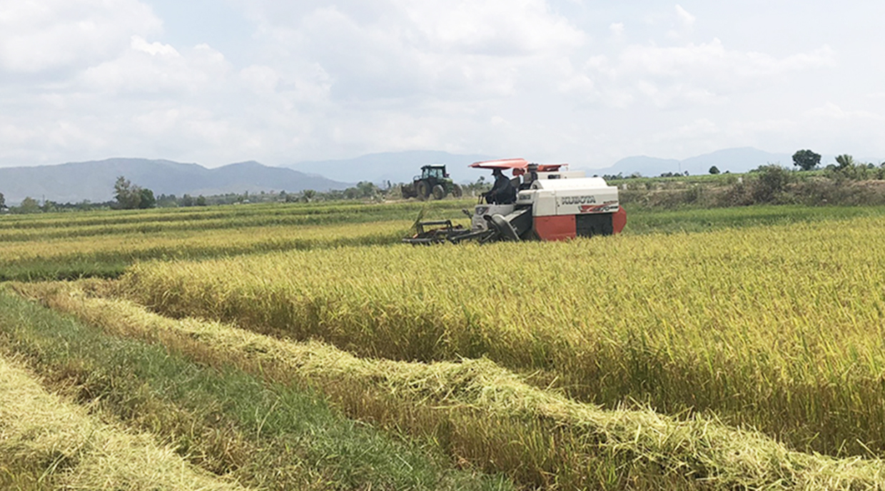 Người dân huyện Chư Păh thu hoạch lúa. Ảnh: Lê Nam