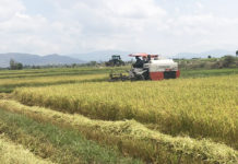 Chư Păh nhân rộng cánh đồng lúa một giống chất lượng cao