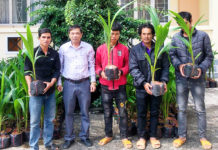 50 nông dân huyện Đak Pơ tập huấn kỹ thuật trồng, chăm sóc cây dừa xiêm lùn