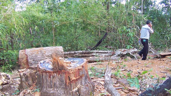 Kiến nghị chuyển Công an tỉnh điều tra Công ty TNHH một thành viên Lâm nghiệp Ia Pa vì để mất rừng