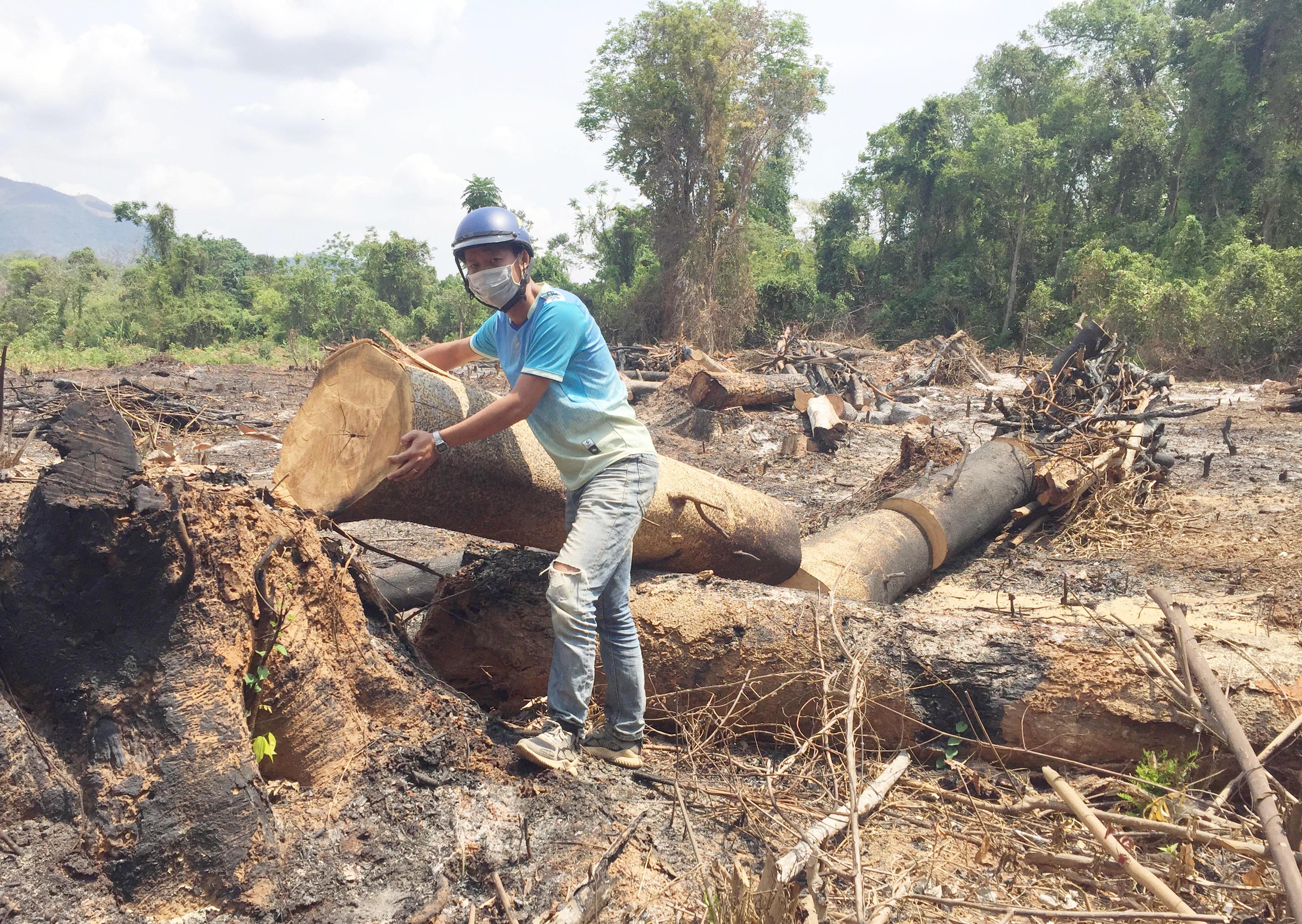 Tình trạng phá rừng trên địa bàn tỉnh thời gian qua vẫn diễn biến phức tạp. Ảnh: M.T