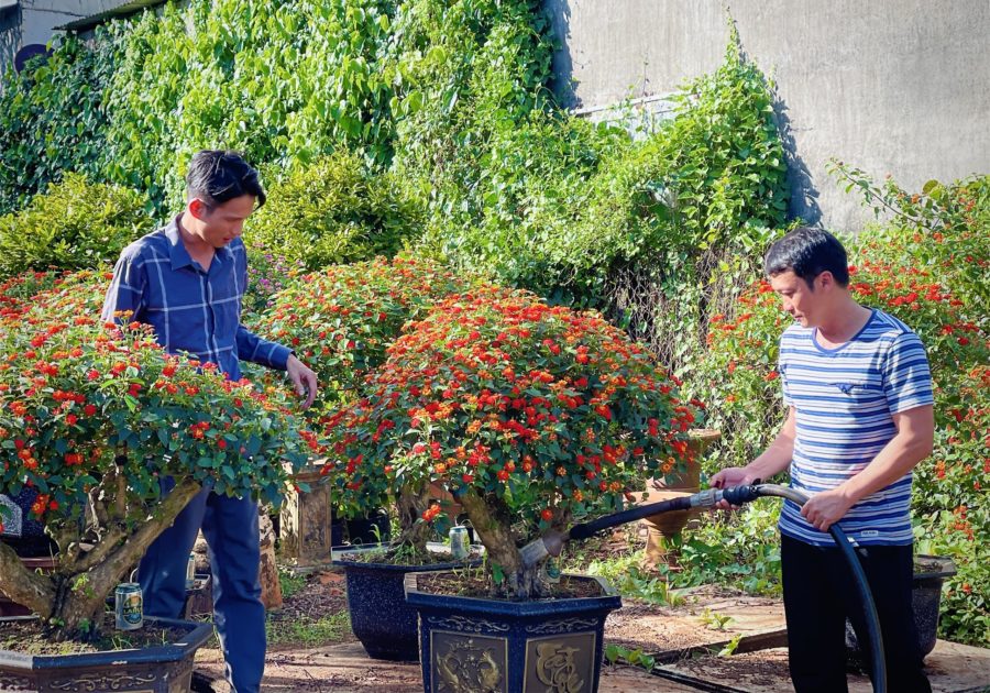Ông Nguyễn Tấn Phúc (bìa phải) chăm sóc những chậu hoa ngũ sắc của gia đình. Ảnh: Mai Ka