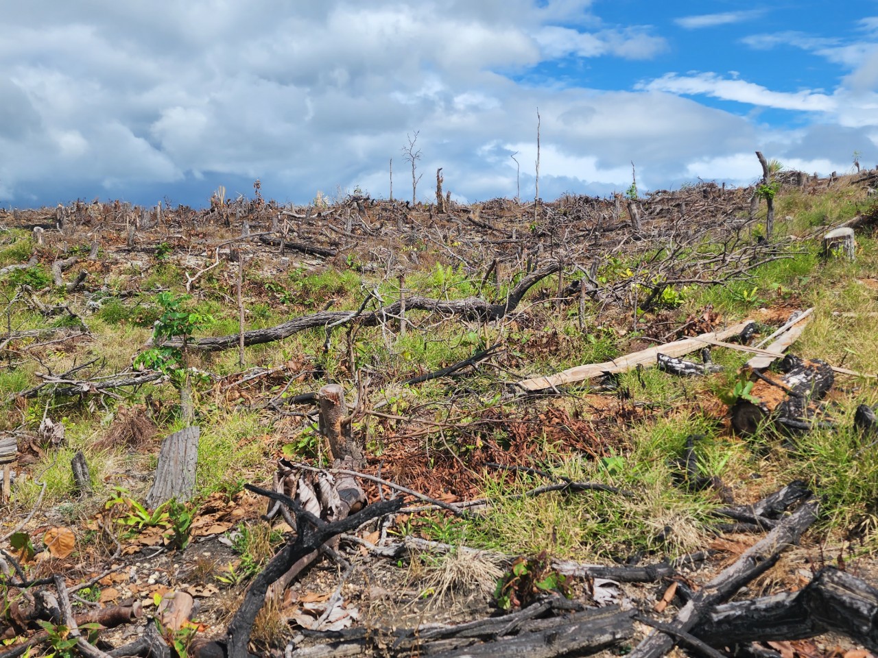 Vụ phá 6ha rừng ở Gia Lai: Kiểm tra dấu hiệu vi phạm của xã - Ảnh 1.