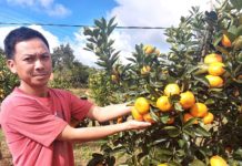 Nông dân Kbang trồng cây có múi cho thu nhập ổn định