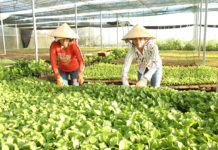 Sản xuất rau xanh theo hướng VietGAP tại Hợp tác xã Nông nghiệp và Dịch vụ An Phú Thịnh (TP. Pleiku). Ảnh: Nguyễn Diệp