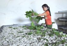 Gia đình chị Phan Thị Quyên có thêm nguồn thu nhập ổn định từ trồng dâu nuôi tằm. Ảnh: Phạm Ngọc