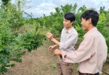Sau 2 năm, trang trại hoa hòe của gia đình chị Bùi Thị Vân Anh phát triển rất tốt và cho thu hoạch vụ đầu tiên. Ảnh: Ngọc Sang