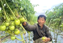 Ông Tô Văn Trung (thị trấn Kbang) tham gia sản xuất rau an toàn theo tiêu chuẩn VietGAP mang lại thu nhập cao. Ảnh: Minh Phương