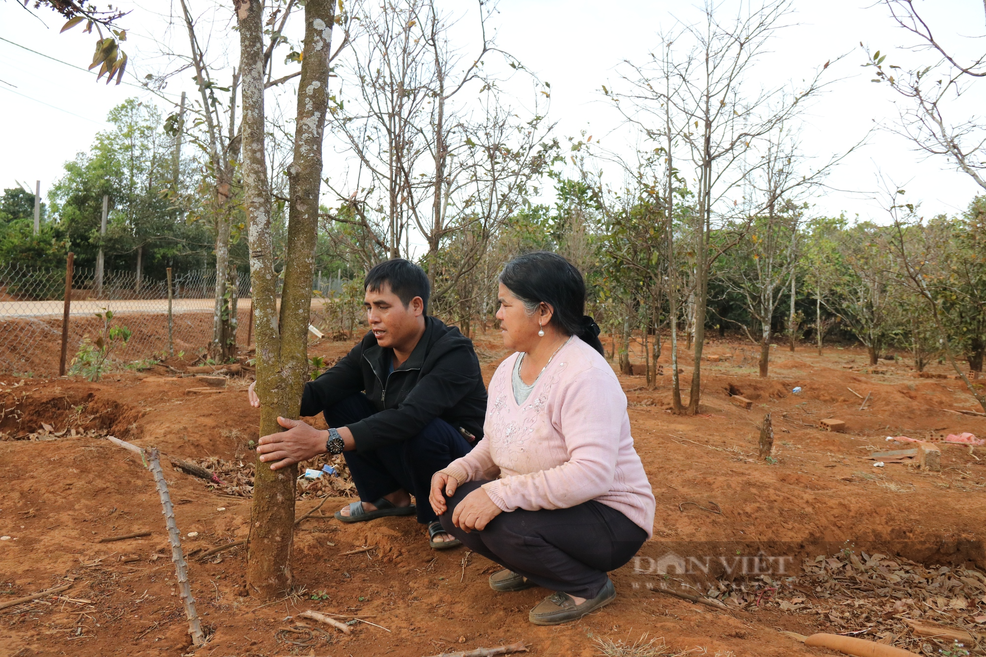 Làng trồng mai rừng độc đáo ở Gia Lai - Ảnh 5. Làng trồng mai rừng độc đáo ở Gia Lai - Ảnh 5.