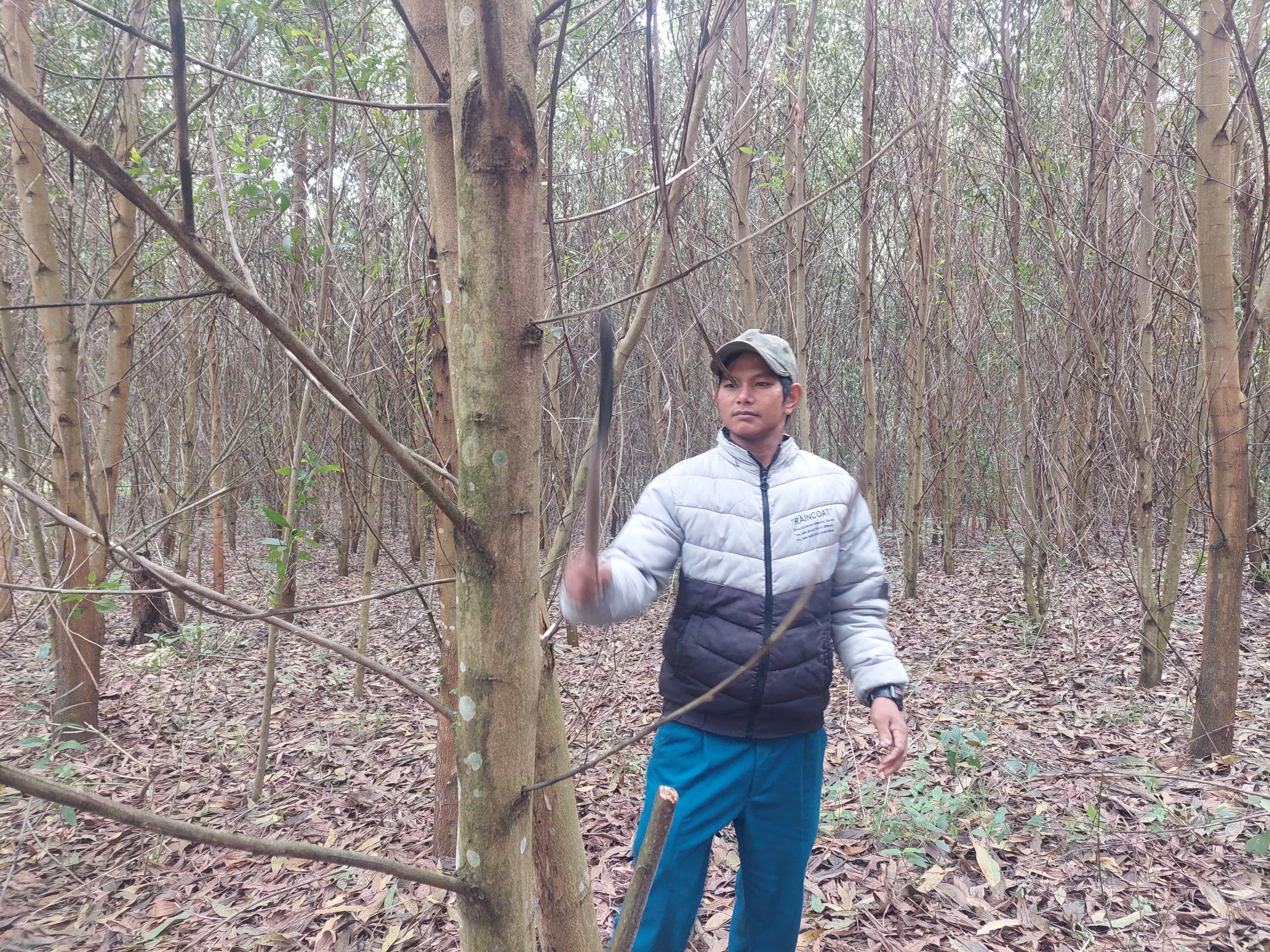 Anh Đinh Văn Char phát dọn vườn keo lai trồng năm 2019 của gia đình. Ảnh: Hoành Sơn