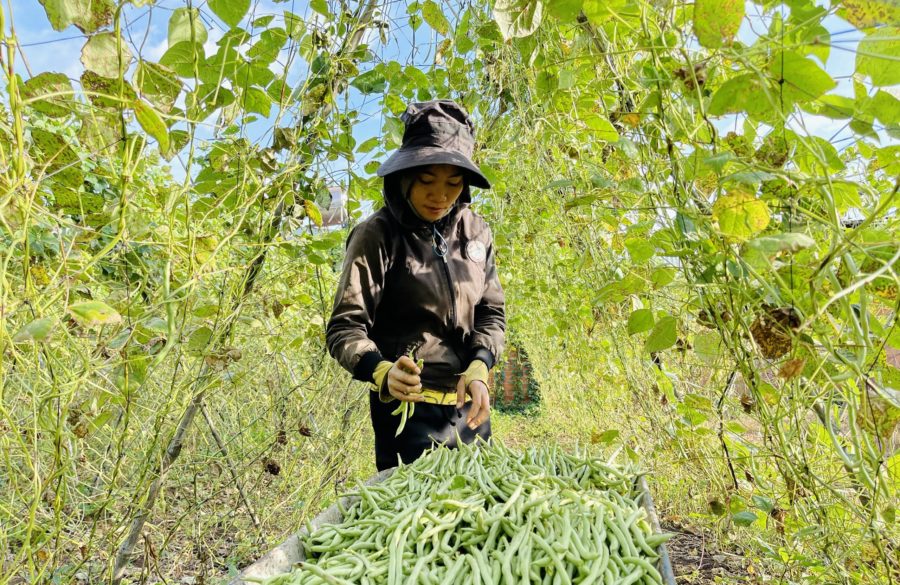 Người dân làng Ring Răng thu hoạch đậu cô ve. Ảnh: Trần Dung