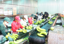 Sản phẩm chuối của Công ty cổ phần Nông nghiệp công nghệ cao Hưng Sơn (huyện Đak Đoa) đã tiếp cận nhiều thị trường khó tính trên thế giới. Ảnh: Quang Tấn