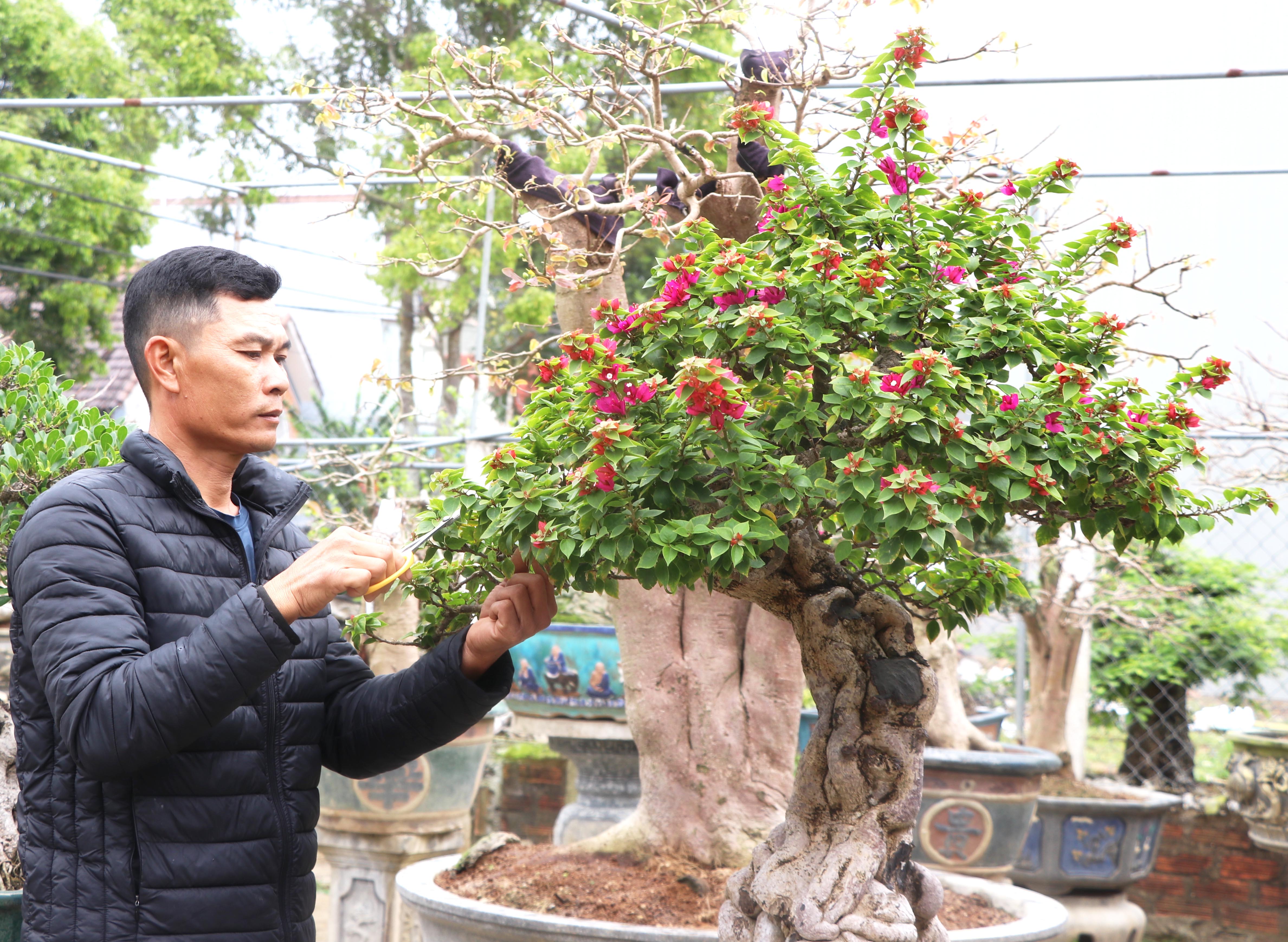 Anh Đỗ Văn Tuyên (tổ 2, phường Tây Sơn, thị xã An Khê) cắt tỉa, tạo dáng cho cây hoa giấy bonsai. Ảnh: Ngọc Minh
