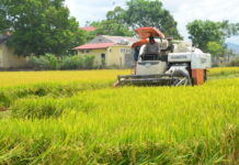 Nông dân xã Ia Ma Rơn (huyện Ia Pa) thu hoạch lúa. Ảnh: Trần Đức