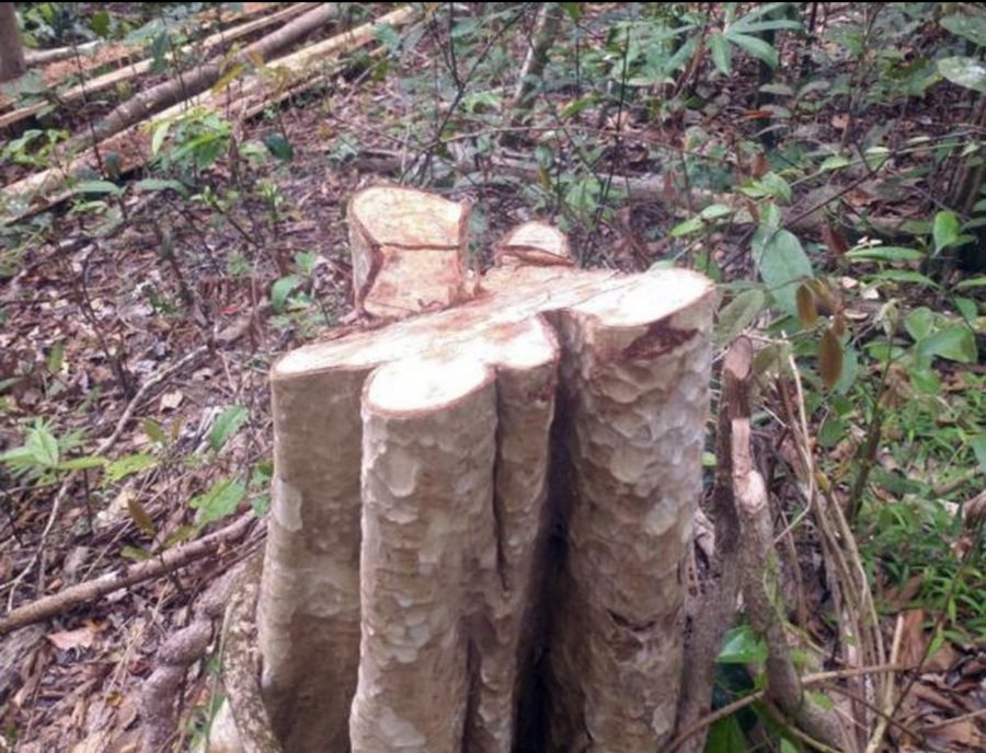 Môi trường - Gia Lai: Điều tra vụ phá rừng quy mô lớn tại huyện Kông Chro