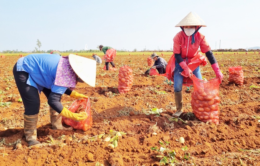 Liên kết sản xuất, tiêu thụ khoai tây bền vững tại huyện Chư Prông  ảnh 2