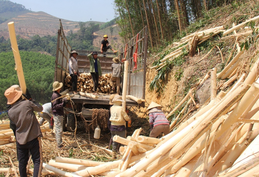 Giá gỗ keo giảm mạnh, nông dân ngừng thu hoạch ảnh 2
