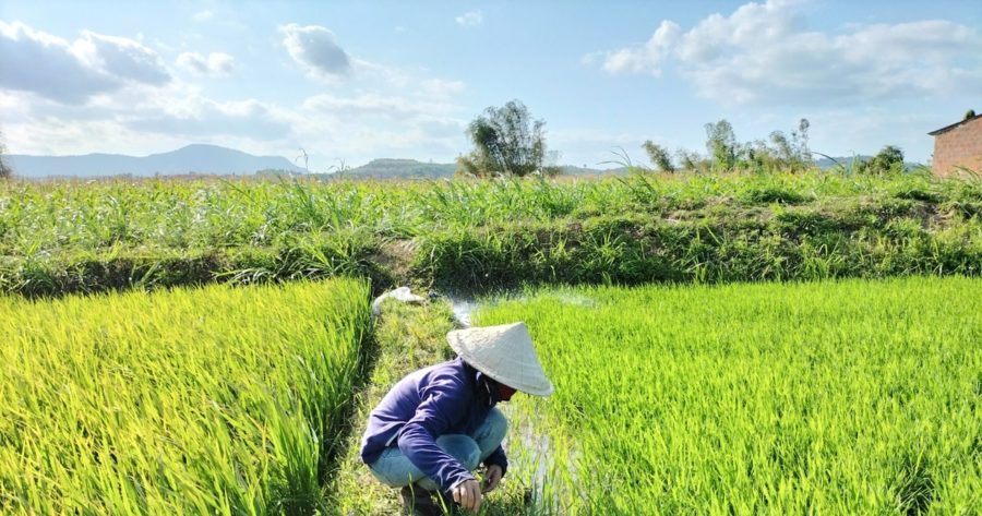 
 Kbang: 118 ha lúa nước vụ Đông Xuân 2022-2023 bị lép hạt
