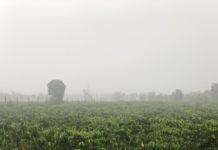 
 Gia Lai: Mưa đầu mùa giải hạn cho cây trồng
