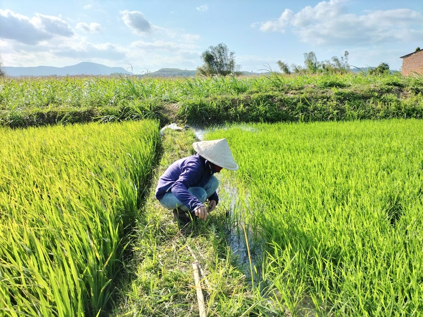 Kbang: 118 ha lúa nước vụ Đông Xuân 2022-2023 bị lép hạt ảnh 1
