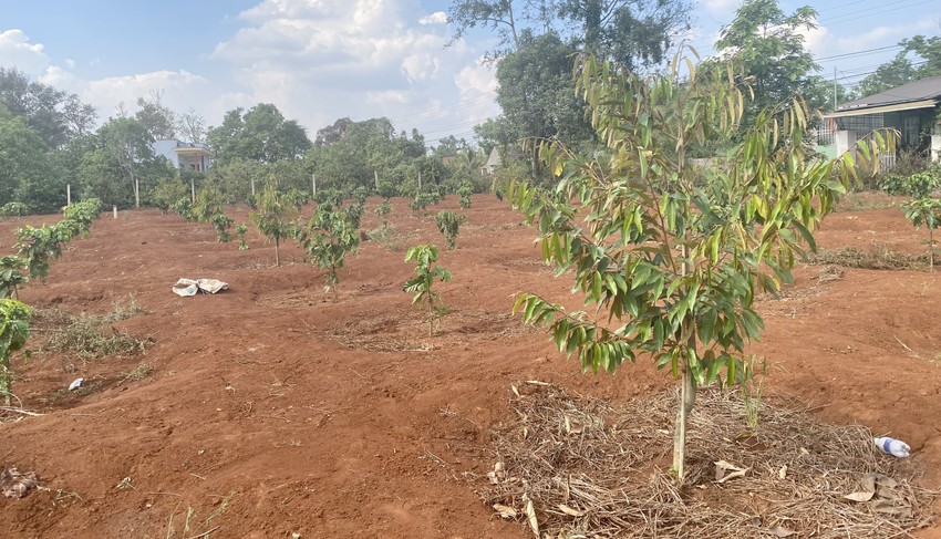 Nông dân huyện Krông Pắk mở rộng diện tích trồng cây sầu riêng. Ảnh: TL 3