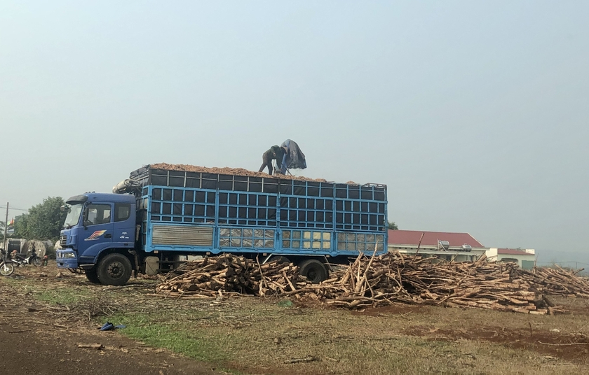 Công ty TNHH MTV cao su Mang Yang bán tài sản xong mới đấu giá ảnh 1
