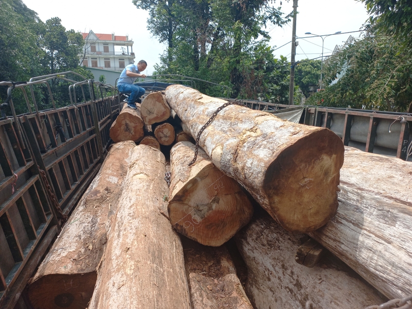 Bắt giữ vận chuyển gỗ trái phép ở Ia Grai ảnh 1