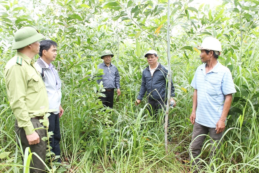 Hơn 31 ha keo lai ở Đức Cơ bị chết nghi do nấm gây hại ảnh 1