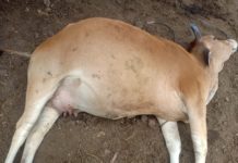 60 con bò chết nghi do bệnh ung khí thán ảnh 1