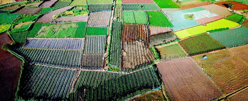 Sắc màu ruộng rau An Phú ảnh 1