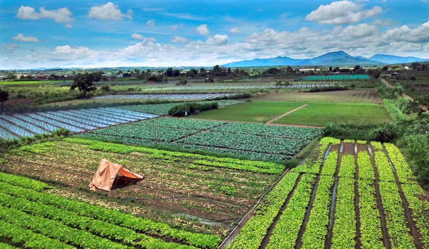 Sắc màu ruộng rau An Phú ảnh 5