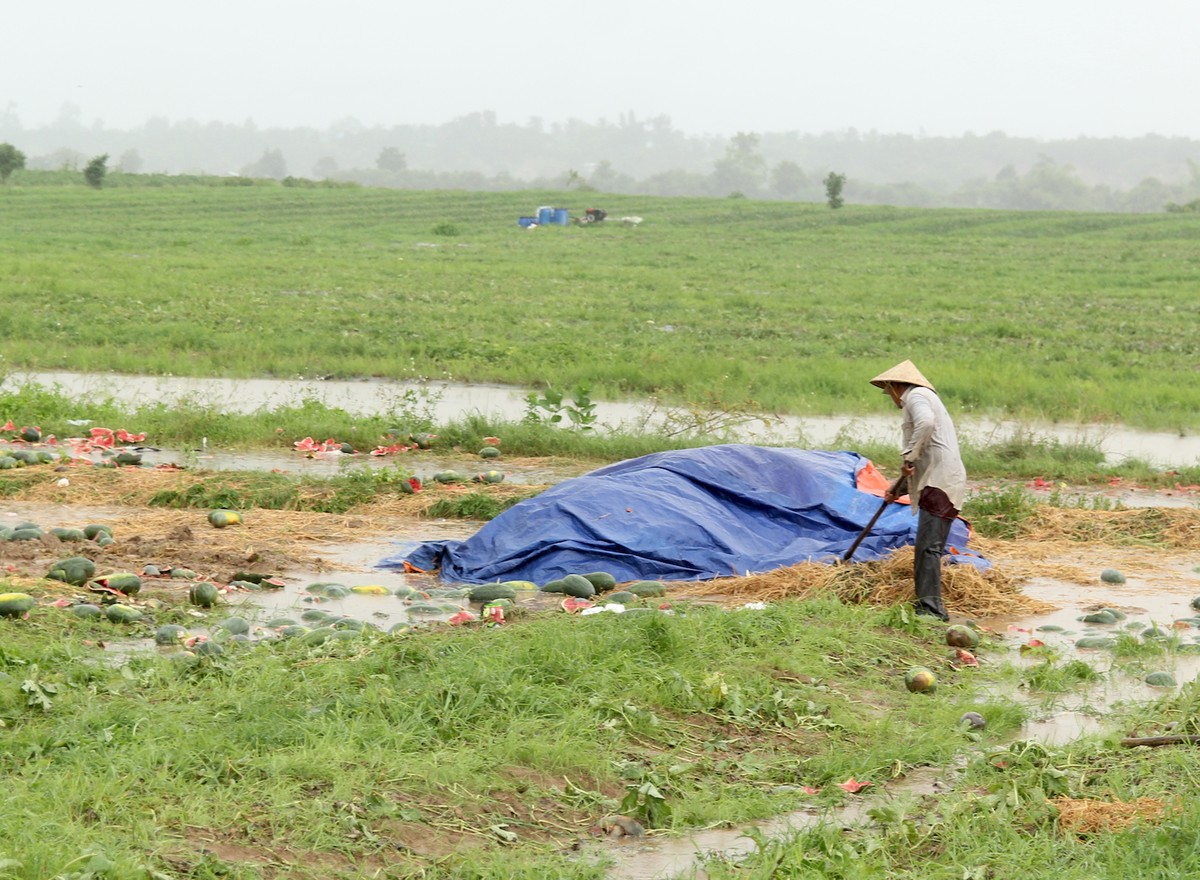 Rơi nước mắt cảnh dưa hấu của nông dân Gia Lai vứt đầy đường ảnh 4