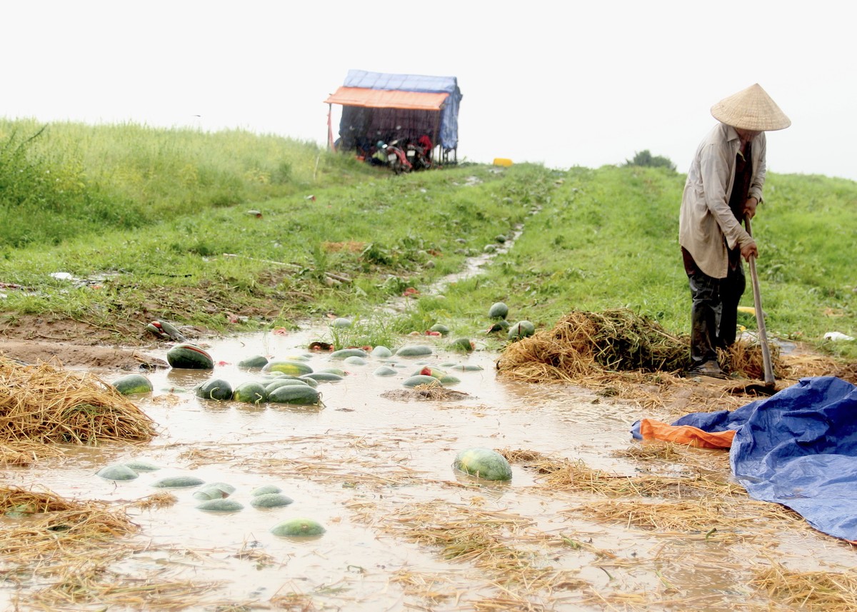 Rơi nước mắt cảnh dưa hấu của nông dân Gia Lai vứt đầy đường ảnh 8