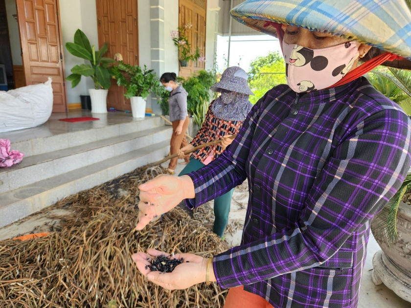 Nông dân Phú Thiện “trúng mùa” đậu đen ảnh 2