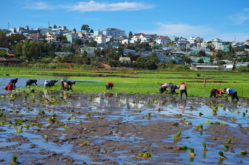 Vẻ đẹp yên bình trên cánh đồng Thiên Thanh ảnh 7