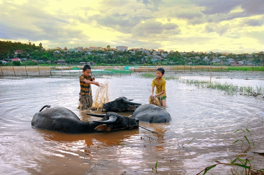 Vẻ đẹp yên bình trên cánh đồng Thiên Thanh ảnh 6